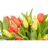 Kytice tulipánů